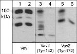 Phospho-VAV2 (Tyr142) Antibody in Western Blot (WB)