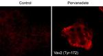 Phospho-VAV2 (Tyr172) Antibody in Immunocytochemistry (ICC/IF)