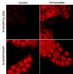 Phospho-N-WASP (Tyr256) Antibody in Immunocytochemistry (ICC/IF)