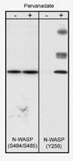 Phospho-N-WASP (Tyr256) Antibody in Western Blot (WB)