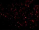 Albumin Antibody in Immunohistochemistry (Paraffin) (IHC (P))