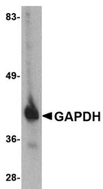 GAPDH Antibody in Western Blot (WB)