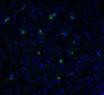 TMPRSS2 Antibody in Immunohistochemistry (PFA fixed) (IHC (PFA))