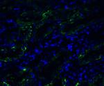 TMPRSS2 Antibody in Immunohistochemistry (PFA fixed) (IHC (PFA))