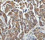 FRY Antibody in Immunohistochemistry (Paraffin) (IHC (P))