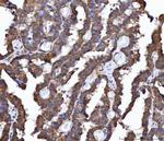 FRY Antibody in Immunohistochemistry (Paraffin) (IHC (P))