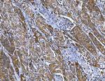 FRY Antibody in Immunohistochemistry (Paraffin) (IHC (P))