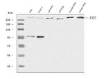 FRY Antibody in Western Blot (WB)