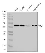 PAK2 Antibody in Western Blot (WB)