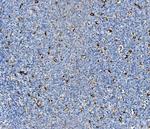 NPC2 Antibody in Immunohistochemistry (Paraffin) (IHC (P))