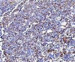 NPC2 Antibody in Immunohistochemistry (Paraffin) (IHC (P))