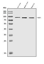 HAP1 Antibody in Western Blot (WB)