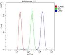 MTTP Antibody in Flow Cytometry (Flow)