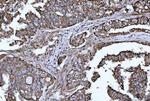 HBEGF Antibody in Immunohistochemistry (Paraffin) (IHC (P))