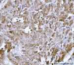 HBEGF Antibody in Immunohistochemistry (Paraffin) (IHC (P))