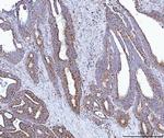 GluD1/GluD2 Antibody in Immunohistochemistry (Paraffin) (IHC (P))