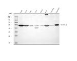 GluD1/GluD2 Antibody in Western Blot (WB)