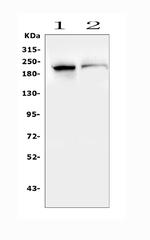 SMARCA2 Antibody in Western Blot (WB)