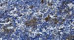 TIGIT Antibody in Immunohistochemistry (Paraffin) (IHC (P))