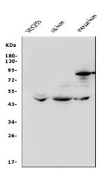 beta-3 Adrenergic Receptor Antibody in Western Blot (WB)