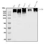 UTRN Antibody in Western Blot (WB)