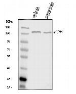 HCN4 Antibody in Western Blot (WB)