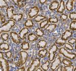 GLUT9 Antibody in Immunohistochemistry (Paraffin) (IHC (P))