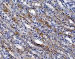 GLUT9 Antibody in Immunohistochemistry (Paraffin) (IHC (P))