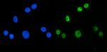 MBNL1 Antibody in Immunocytochemistry (ICC/IF)