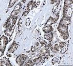 MBNL1 Antibody in Immunohistochemistry (Paraffin) (IHC (P))