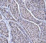 MBNL1 Antibody in Immunohistochemistry (Paraffin) (IHC (P))