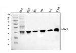 MBNL1 Antibody in Western Blot (WB)