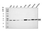 GNB3 Antibody in Western Blot (WB)