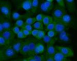 Ankyrin 1 Antibody in Immunocytochemistry (ICC/IF)