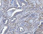 TPM2 Antibody in Immunohistochemistry (Paraffin) (IHC (P))