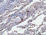 TPM2 Antibody in Immunohistochemistry (Paraffin) (IHC (P))