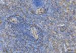 TPM2 Antibody in Immunohistochemistry (Paraffin) (IHC (P))