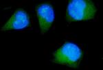 CDK5RAP2 Antibody in Immunocytochemistry (ICC/IF)