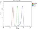 Clathrin Heavy Chain Antibody in Flow Cytometry (Flow)