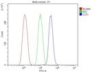 Clathrin Heavy Chain Antibody in Flow Cytometry (Flow)