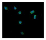 Clathrin Heavy Chain Antibody in Immunocytochemistry (ICC/IF)