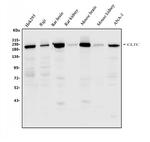 Clathrin Heavy Chain Antibody in Western Blot (WB)