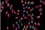 Nucleostemin Antibody in Immunocytochemistry (ICC/IF)