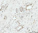 Nucleostemin Antibody in Immunohistochemistry (Paraffin) (IHC (P))