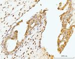 Nucleostemin Antibody in Immunohistochemistry (Paraffin) (IHC (P))