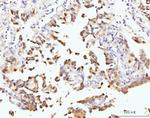 Nucleostemin Antibody in Immunohistochemistry (Paraffin) (IHC (P))