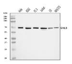 Nucleostemin Antibody in Western Blot (WB)