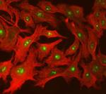 SPT5 Antibody in Immunocytochemistry (ICC/IF)