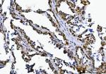 SPT5 Antibody in Immunohistochemistry (Paraffin) (IHC (P))