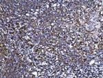 SPT5 Antibody in Immunohistochemistry (Paraffin) (IHC (P))